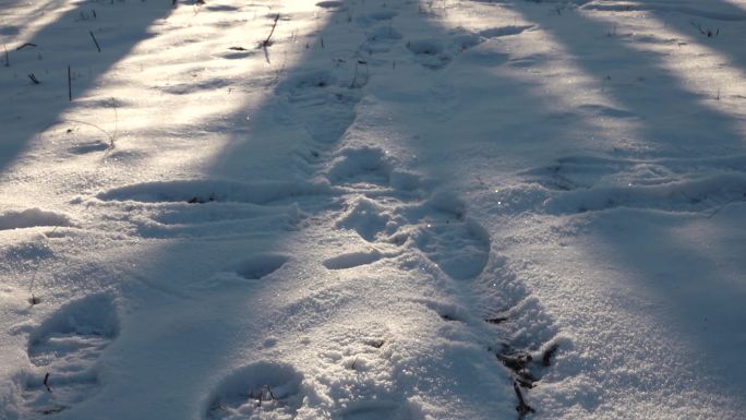 雪地光影踏雪而行雪地脚印行走在雪地上