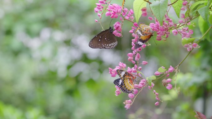 一群以粉色花朵为食的蝴蝶。