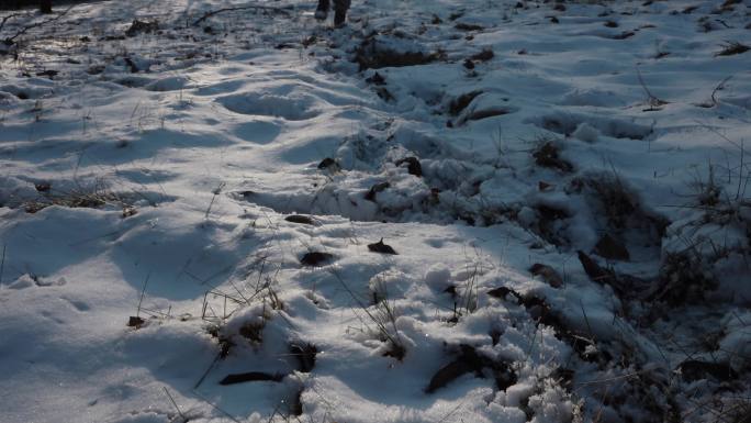 雪地光影踏雪而行雪地脚印行走在雪地上