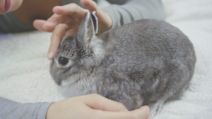 年轻的成年女性与她的宠物兔子拥抱并亲热