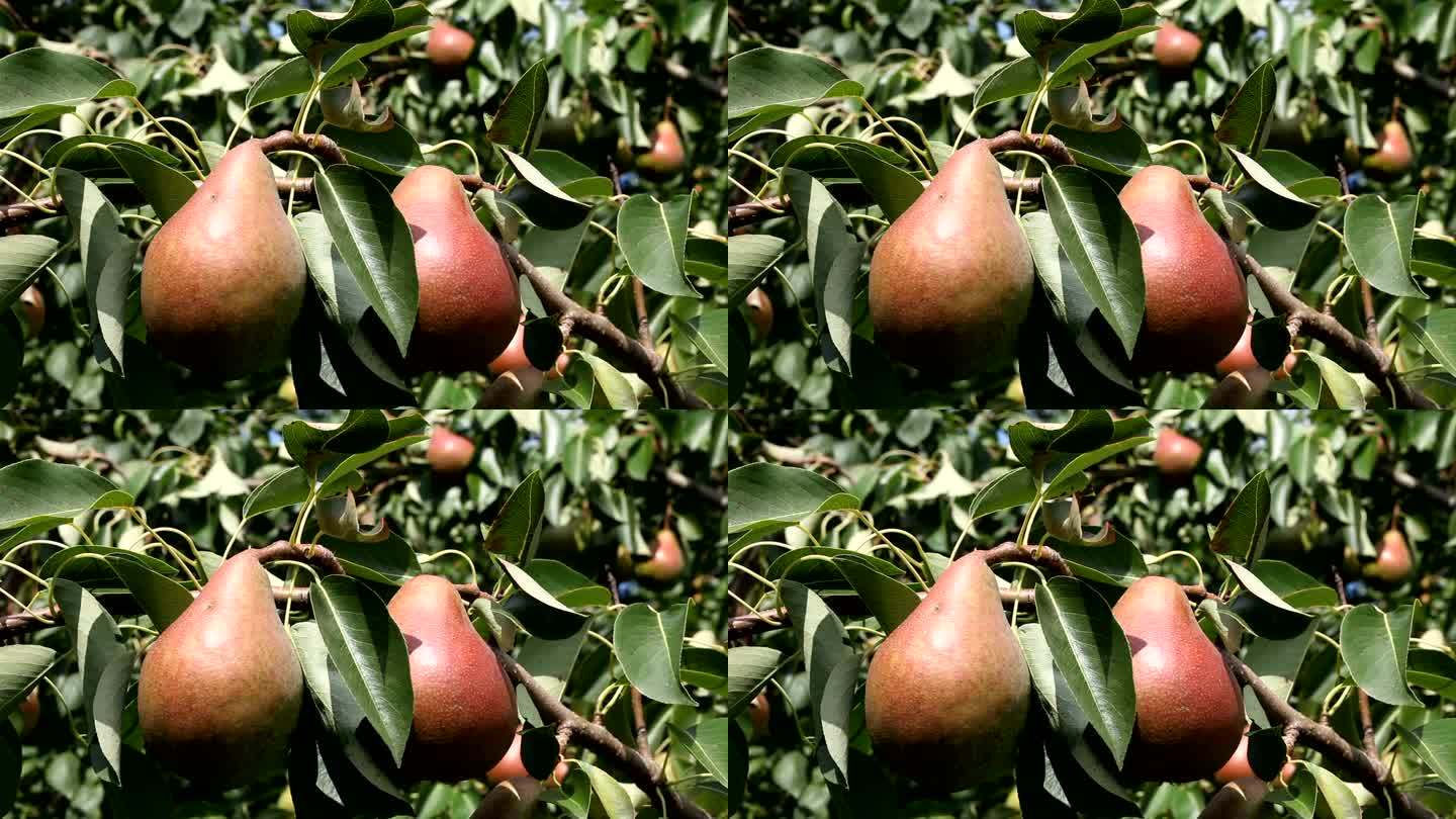 成熟的梨准备收获水果特写梨子成熟