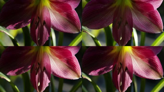 植物花卉光影延时摄影