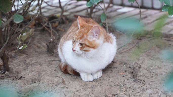 小猫端坐在地上张望休息流浪猫