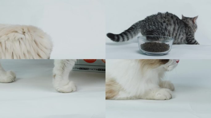 猫不吃猫粮应激