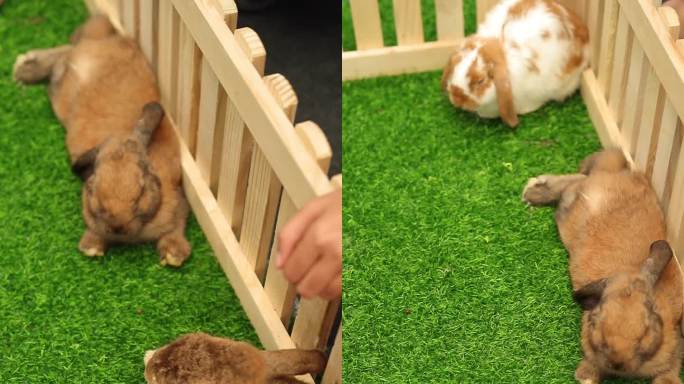 围栏里的棕色兔子小兔饲养