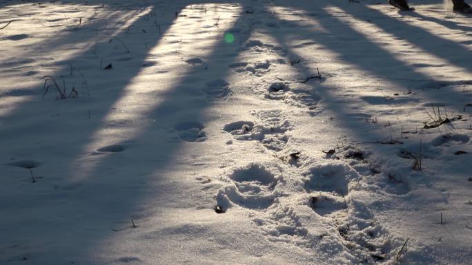 雪地光影踏雪而行雪地脚印行走在雪地上