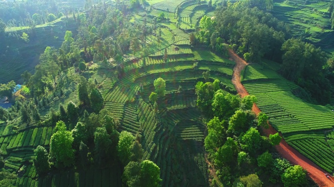 航拍春天绿油油的茶山风景