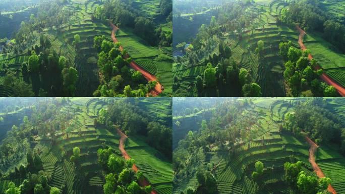 航拍春天绿油油的茶山风景