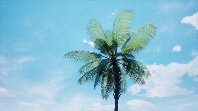 一颗椰子树
