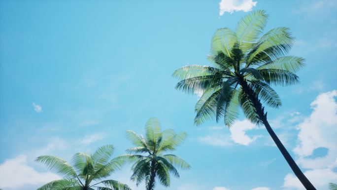 仰视椰子树天空b