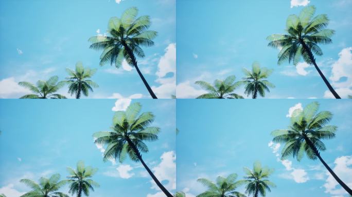 仰视椰子树天空b