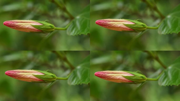 红芙蓉花蕾红芙蓉花蕾含苞待放风吹花朵