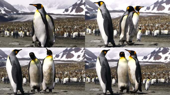 企鹅王温室效应全球变暖极地