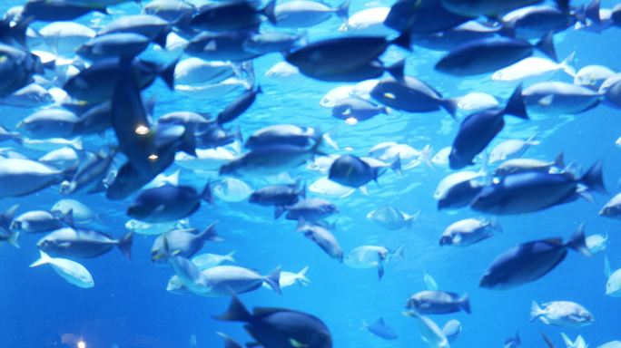 水族馆里有一群鱼海底世界游鱼洄游