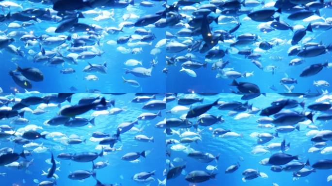 水族馆里有一群鱼海底世界游鱼洄游