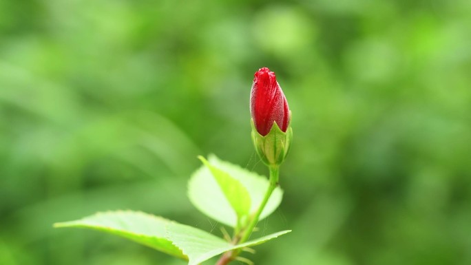 红芙蓉花蕾花苞枝叶