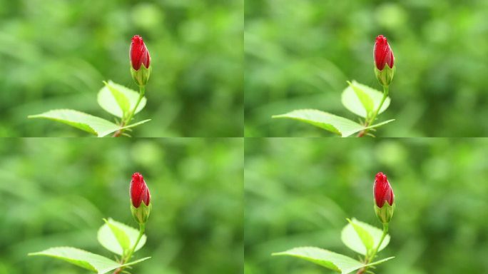 红芙蓉花蕾花苞枝叶
