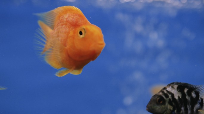 水族馆鱼类游泳鱼缸红色金鱼特写蓝色背景