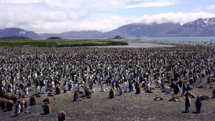 企鹅王全景帝企鹅群交配孵化繁殖
