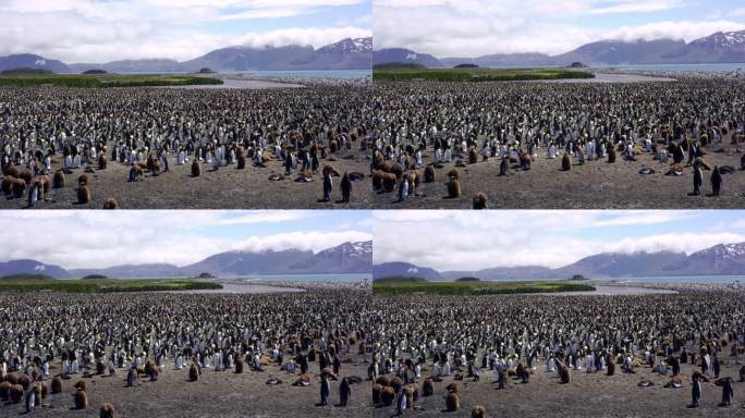 企鹅王全景帝企鹅群交配孵化繁殖