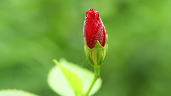 红芙蓉花蕾实拍