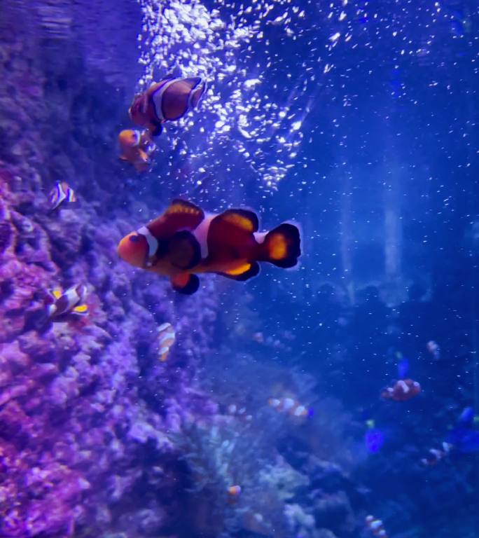 水族馆里的小小丑鱼