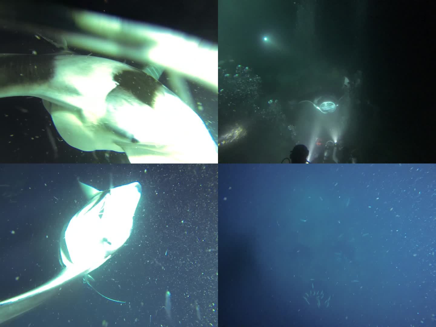 马尔代夫斑点魔鬼鱼游泳夜景海洋
