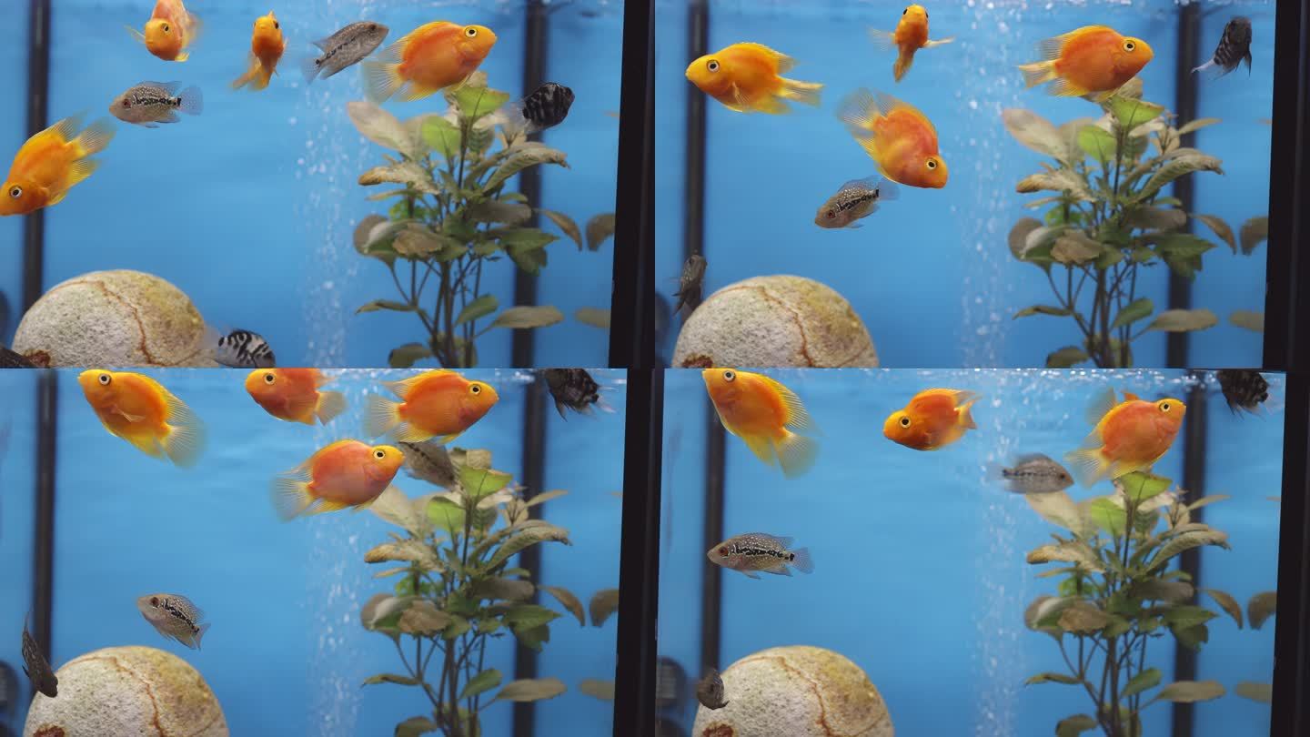 水族馆鱼类游泳鱼缸小孩观赏鱼小鱼儿