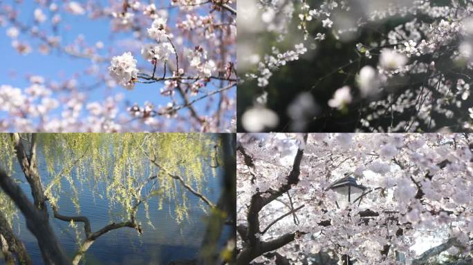 城市的春天公园唯美特写