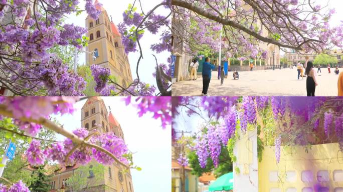 青岛老城唯美小景教堂泡桐花开