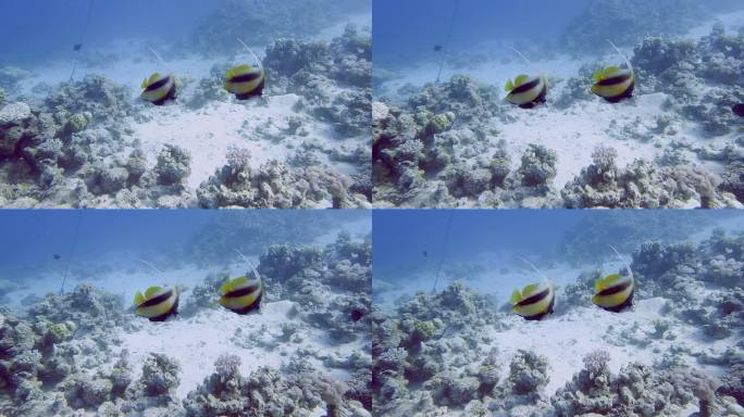 鱼在海洋中游泳的4k视频片段