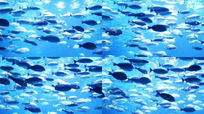 水族馆里有一群鱼梦幻海底世界鱼缸水族馆黑