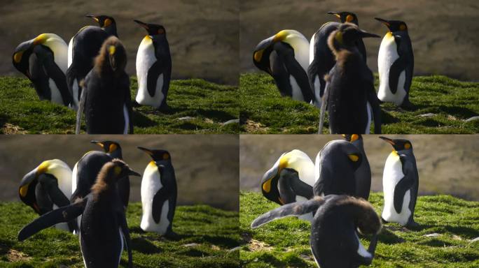 国王企鹅帝企鹅群交配孵化繁殖