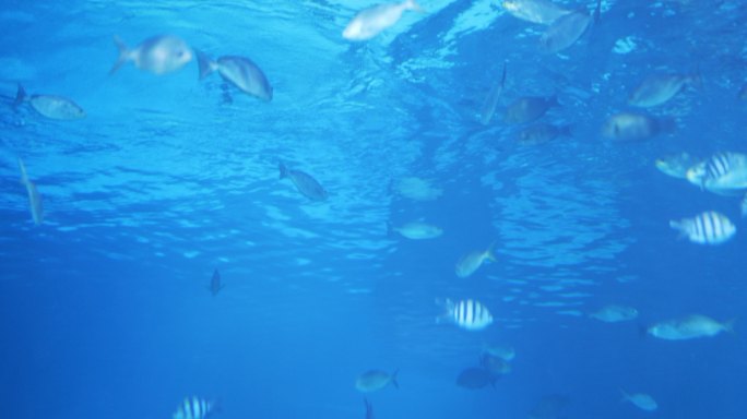 水族馆里有一群鱼海底世界海洋生物水族馆小