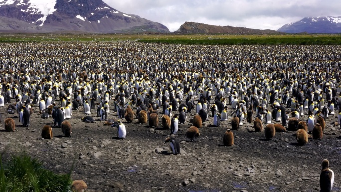 企鹅王全景企鹅群南极冰雪冰天雪地