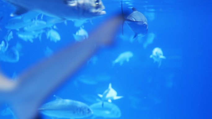 水族馆里有一群鱼海底世界游鱼