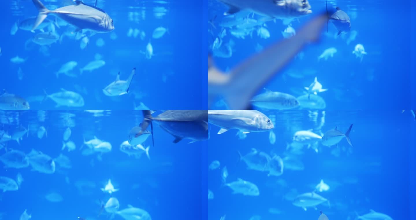 水族馆里有一群鱼海底世界游鱼