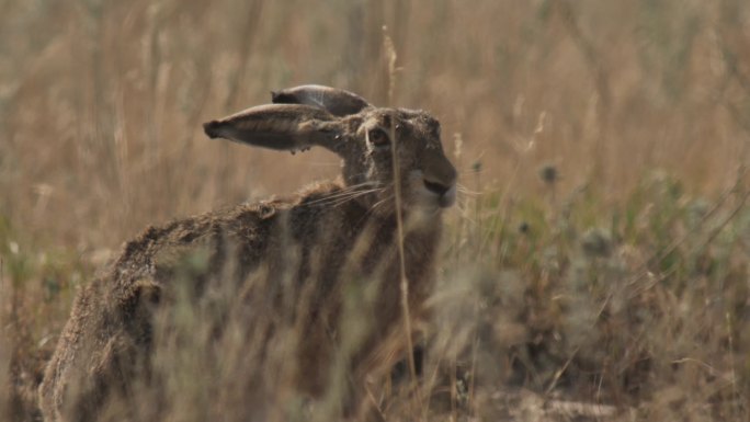 欧洲野兔（Lepus europaeus），又名褐野兔，俄罗斯