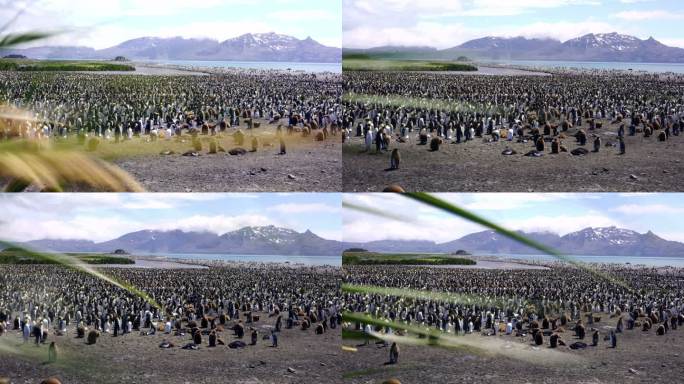 企鹅王全景群居生活低温素材