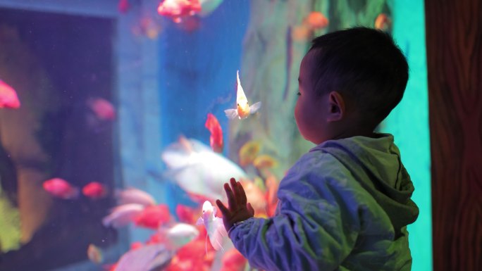 小男孩在水族馆里看鱼