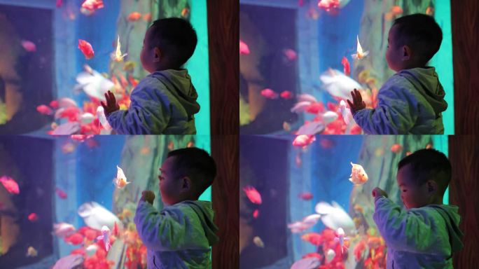 小男孩在水族馆里看鱼