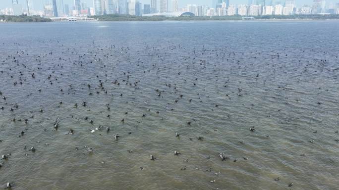 深圳鸬鹚鸟群生态环保摄影