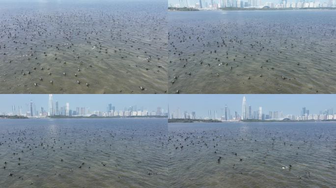 深圳鸬鹚鸟群生态环保摄影