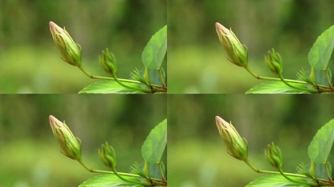 红芙蓉花蕾花苞枝叶