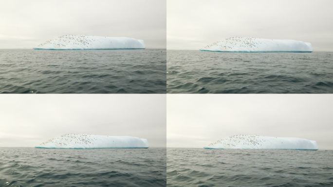 雪上的企鹅海面航拍飞行冰川融化