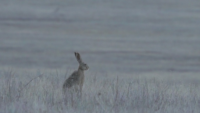 欧洲野兔（Lepus europaeus），又名褐野兔，俄罗斯