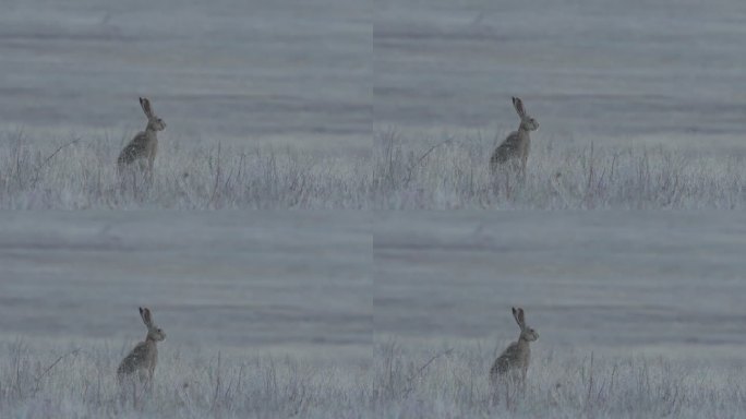 欧洲野兔（Lepus europaeus），又名褐野兔，俄罗斯