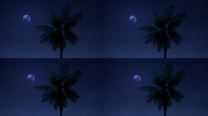 夜晚海边椰子树03