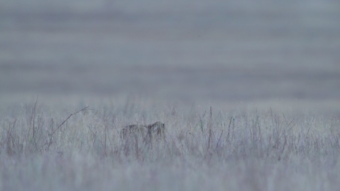 欧洲野兔（Lepus europaeus），又名褐野兔，俄罗斯