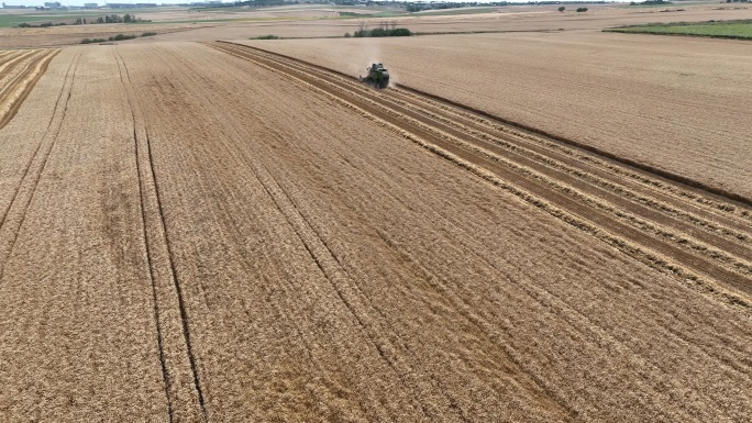 联合收割机收割小麦-4K无人机视频